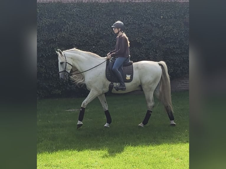 Más caballos centroeuropeos Semental 14 años 167 cm Tordo in Traventhal