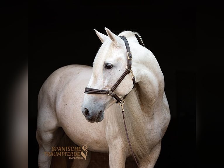 Más caballos centroeuropeos Semental 14 años 167 cm Tordo in Traventhal