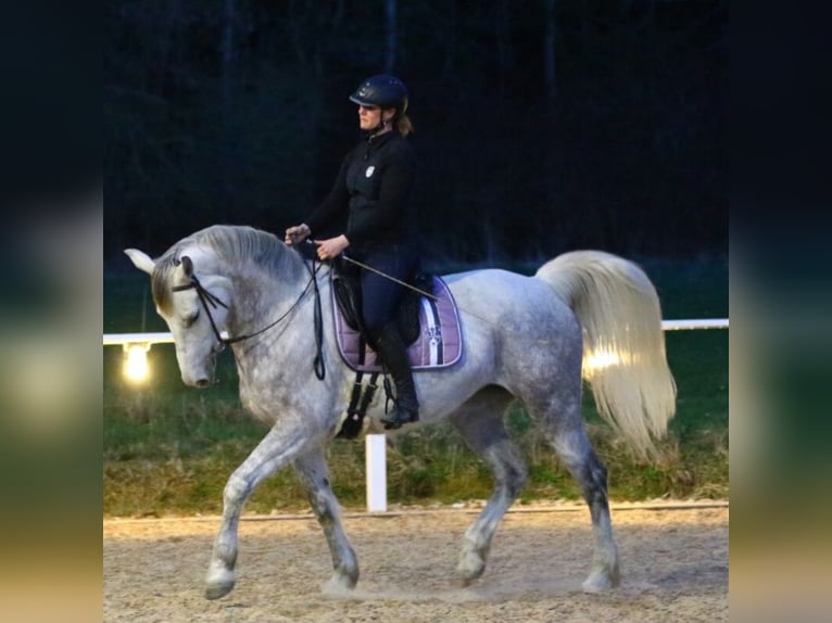 Más caballos centroeuropeos Semental 14 años 168 cm Tordo in Fußach