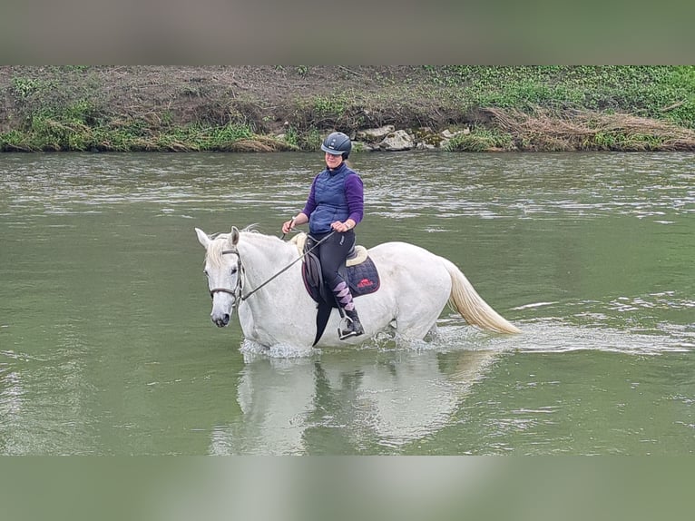 Más caballos centroeuropeos Semental 14 años 168 cm Tordo in Fußach