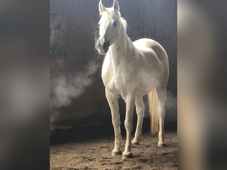 Más caballos centroeuropeos Semental 14 años 168 cm Tordo in Fußach