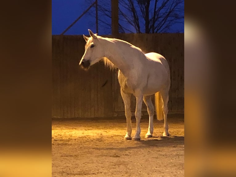 Más caballos centroeuropeos Semental 14 años 168 cm Tordo in Fußach