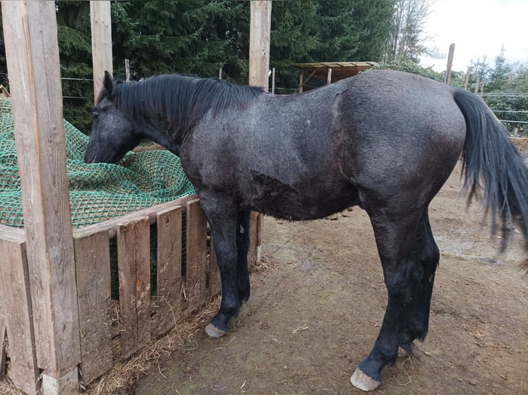 Más caballos centroeuropeos Semental 1 año 140 cm Tordo in Hartha