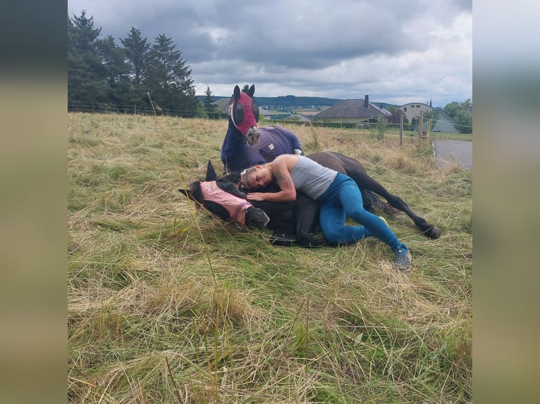 Más caballos centroeuropeos Semental 1 año 155 cm Musgo in Bundenbach