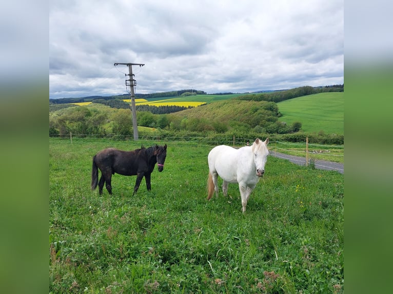 Más caballos centroeuropeos Semental 1 año 155 cm Musgo in Bundenbach