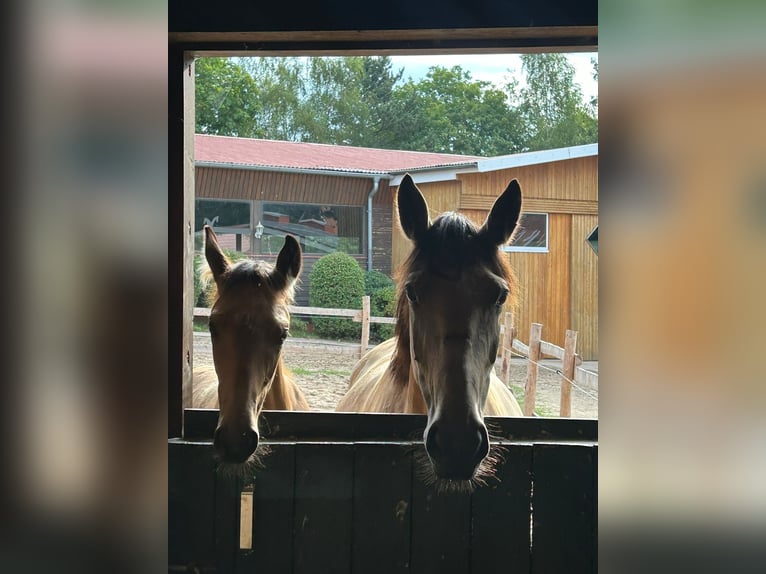 Más caballos centroeuropeos Semental 1 año 163 cm Bayo in Eggermühlen