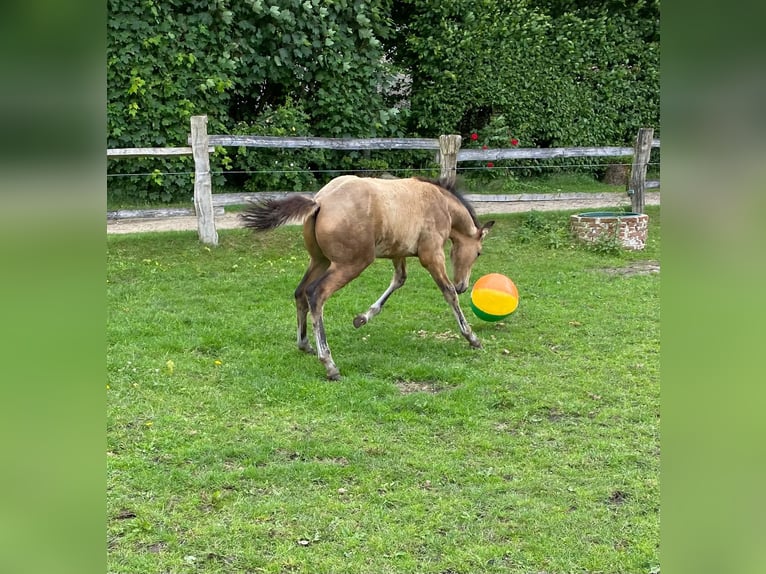 Más caballos centroeuropeos Semental 1 año 163 cm Bayo in Eggermühlen