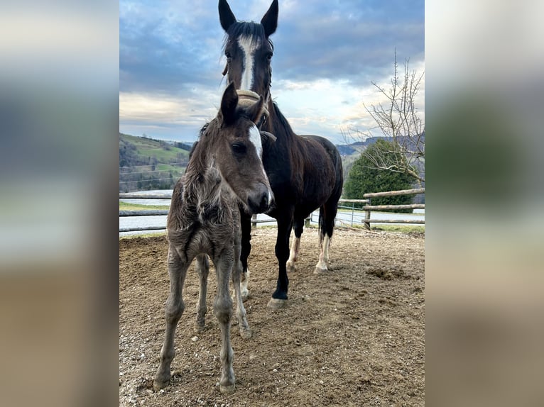 Más caballos centroeuropeos Semental 1 año 163 cm Negro in Randegg
