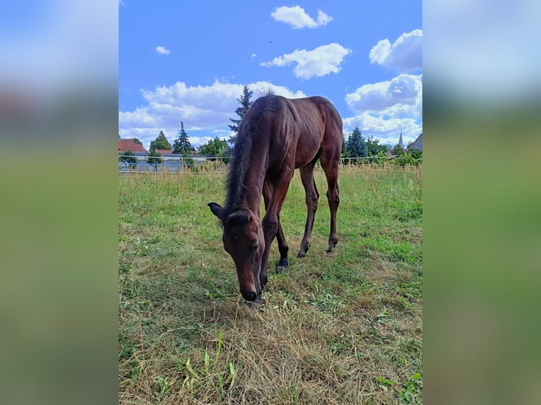 Más caballos centroeuropeos Semental 1 año 165 cm Castaño oscuro in Opole
