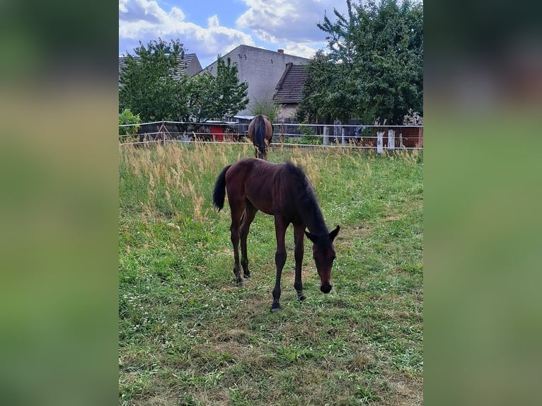 Más caballos centroeuropeos Semental 1 año 165 cm Castaño oscuro in Opole