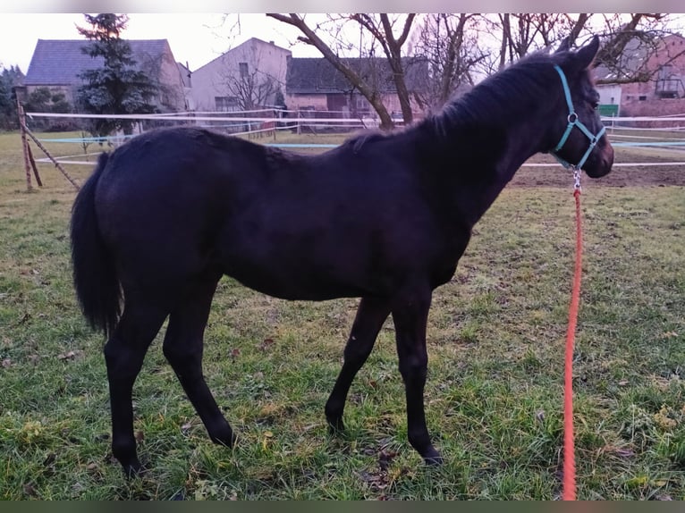 Más caballos centroeuropeos Semental 1 año 165 cm Castaño oscuro in Opole