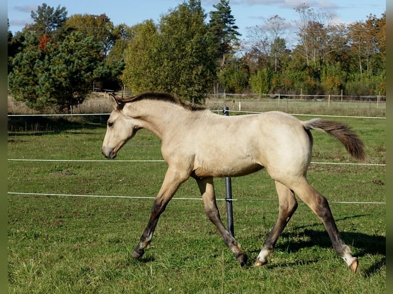 Más caballos centroeuropeos Semental 1 año 167 cm Buckskin/Bayo in Ruila