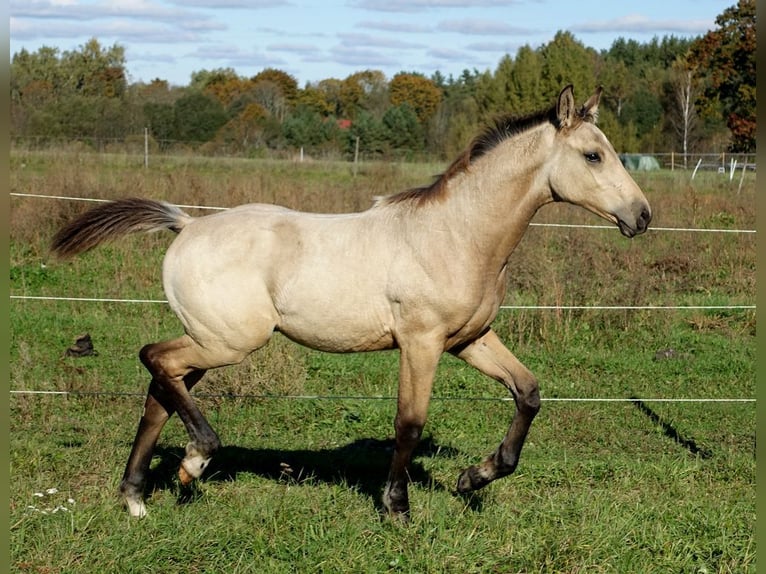 Más caballos centroeuropeos Semental 1 año 167 cm Buckskin/Bayo in Ruila