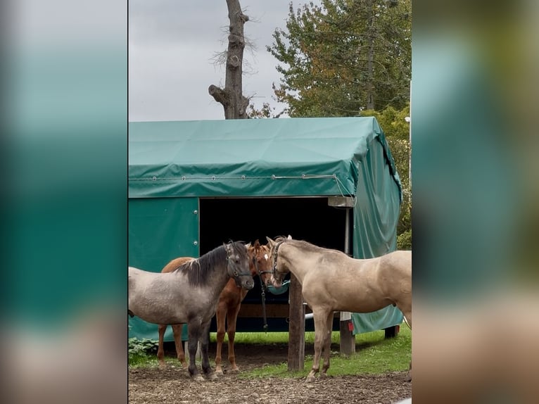 Más caballos centroeuropeos Semental 1 año 168 cm Alazán in Warendorf