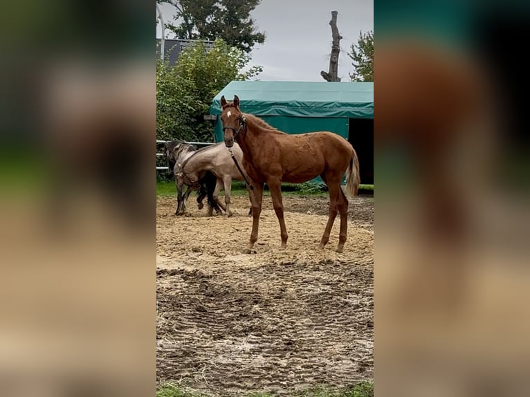 Más caballos centroeuropeos Semental 1 año 168 cm Alazán in Warendorf