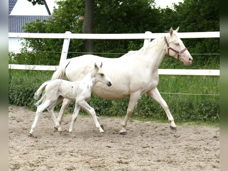 Más caballos centroeuropeos Semental 1 año 168 cm Pío in Borgentreich
