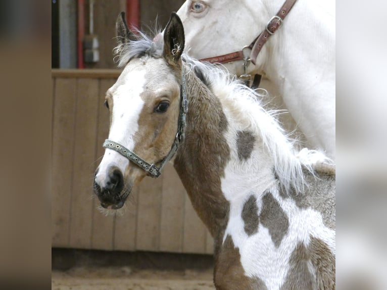 Más caballos centroeuropeos Semental 1 año 168 cm Pío in Borgentreich