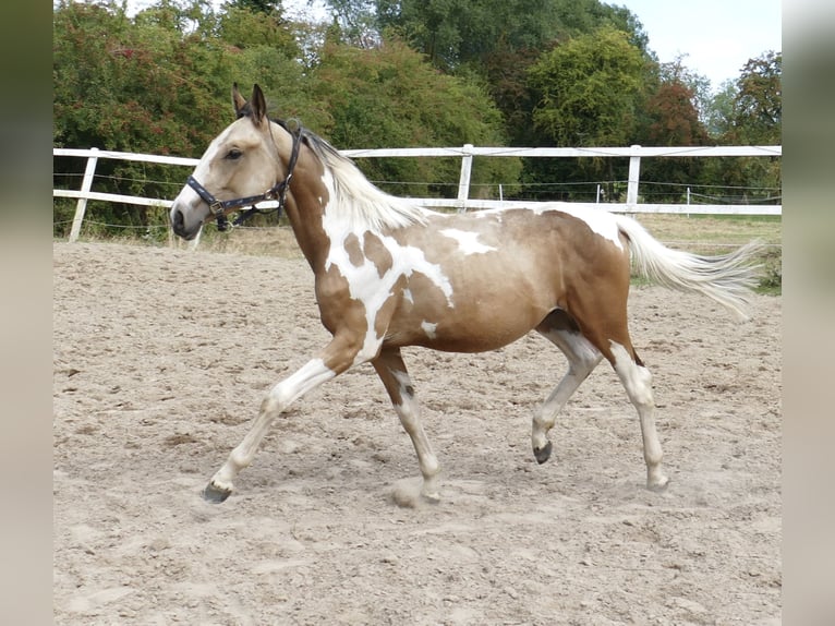 Más caballos centroeuropeos Semental 1 año 168 cm Pío in Borgentreich