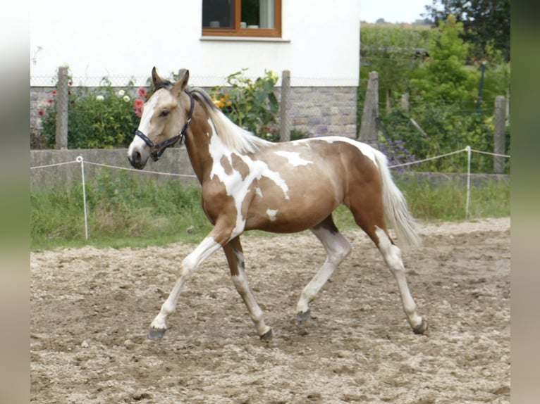 Más caballos centroeuropeos Semental 1 año 168 cm Pío in Borgentreich