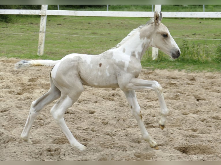 Más caballos centroeuropeos Semental 1 año 168 cm Pío in Borgentreich