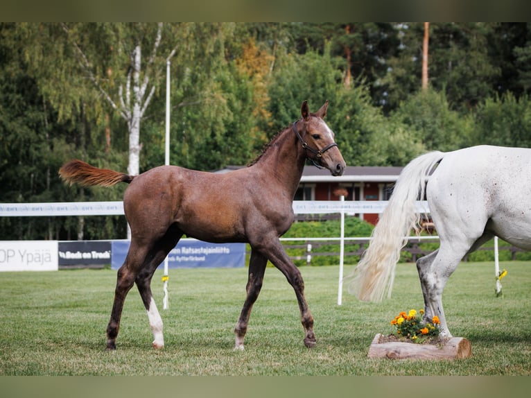Más caballos centroeuropeos Semental 1 año 168 cm Tordo in Veikkola