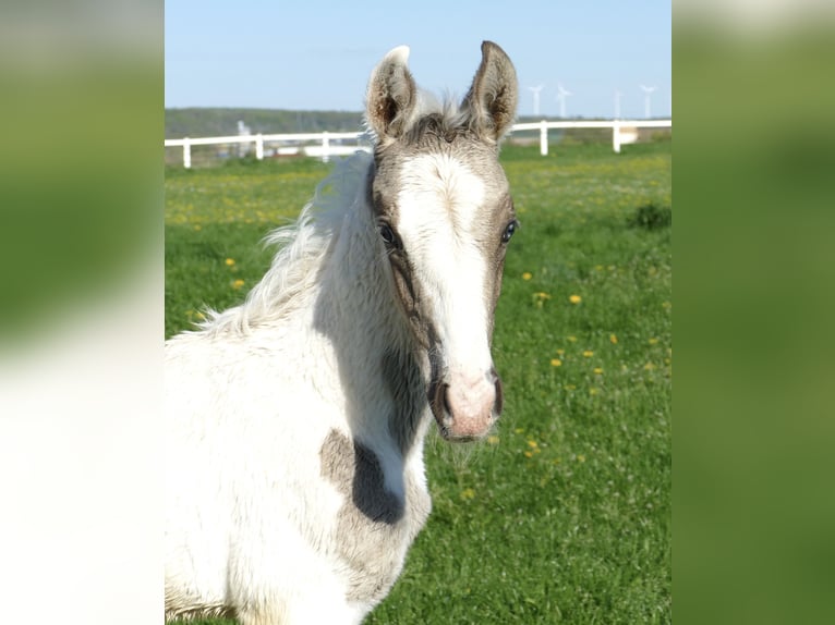 Más caballos centroeuropeos Semental 1 año 170 cm Pío in Borgentreich