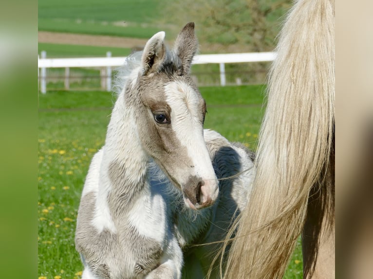Más caballos centroeuropeos Semental 1 año 170 cm Pío in Borgentreich