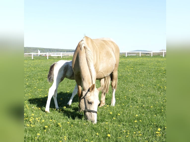 Más caballos centroeuropeos Semental 1 año 170 cm Pío in Borgentreich