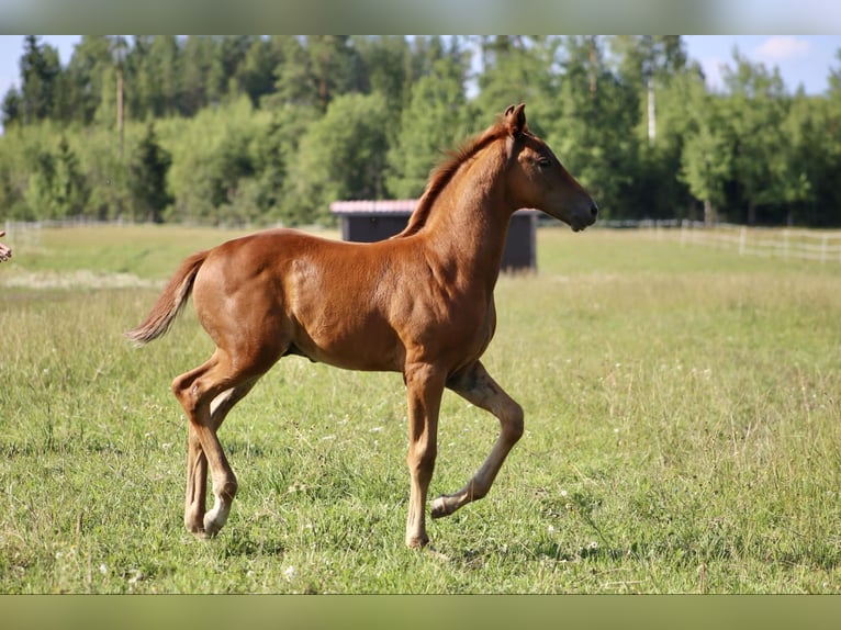 Más caballos centroeuropeos Semental 1 año Alazán in Orimattila