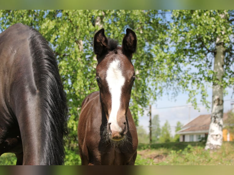 Más caballos centroeuropeos Semental 1 año in J&#xE4;ms&#xE4;