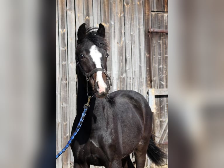 Más caballos centroeuropeos Semental 1 año in J&#xE4;ms&#xE4;