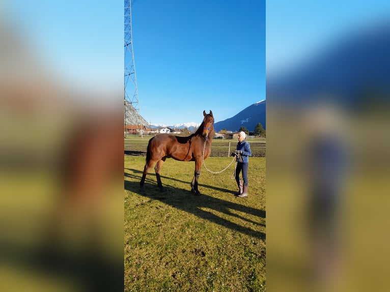 Más caballos centroeuropeos Semental 1 año in Mieming