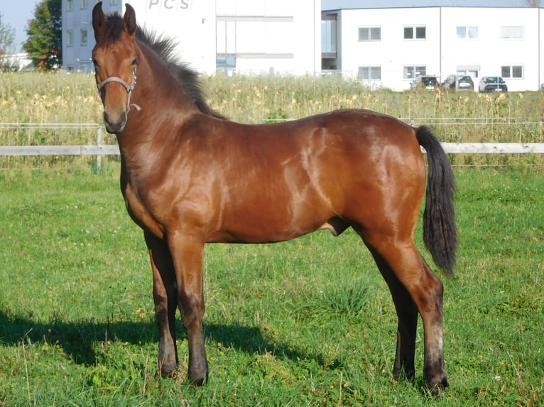 Más caballos centroeuropeos Semental 1 año in Mieming