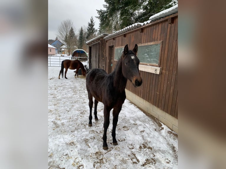 Más caballos centroeuropeos Semental 1 año Castaño oscuro in Puch