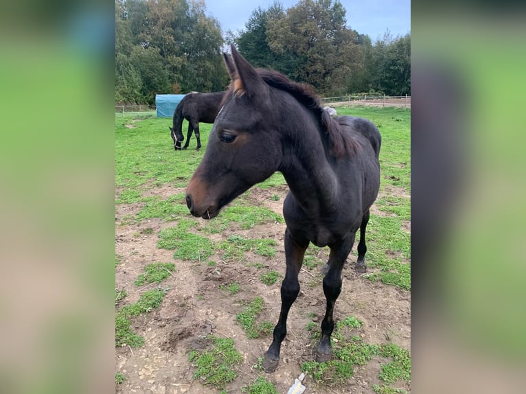 Más caballos centroeuropeos Semental 1 año Castaño oscuro in Puch