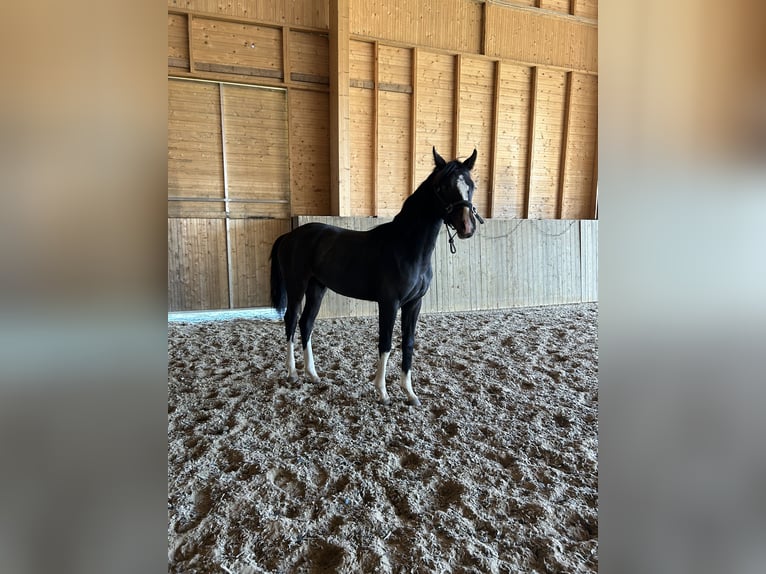 Más caballos centroeuropeos Semental 1 año Castaño oscuro in Kuorevesi