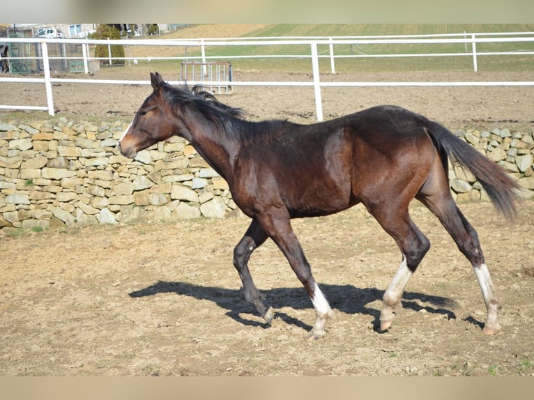 Más caballos centroeuropeos Semental 1 año Castaño oscuro in Dąbrowa
