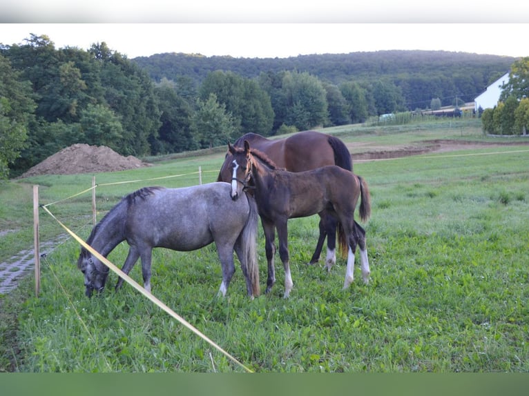 Más caballos centroeuropeos Semental 1 año Castaño oscuro in Dąbrowa