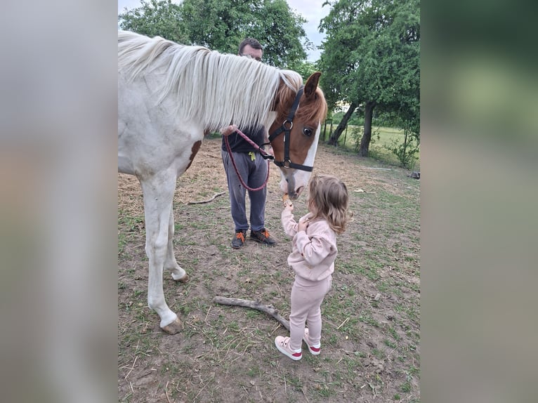 Más caballos centroeuropeos Semental 1 año Pío in Niegosławice