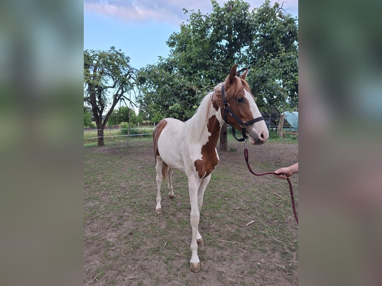 Más caballos centroeuropeos Semental 1 año Pío in Niegosławice