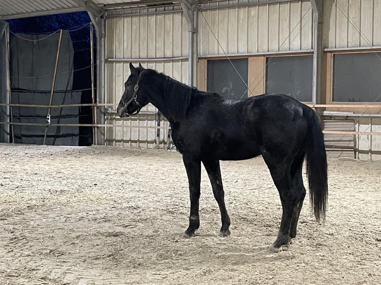 Más caballos centroeuropeos Semental 2 años 155 cm Tordo in Roullingen