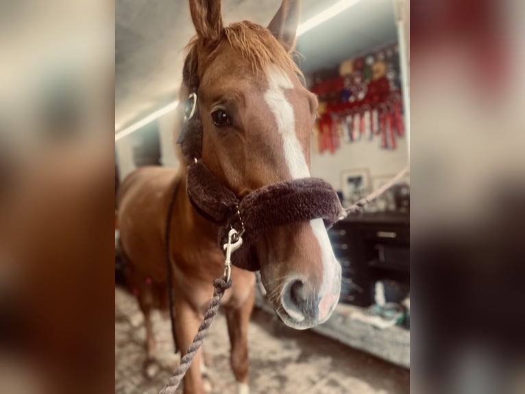 Más caballos centroeuropeos Semental 2 años 160 cm Alazán in Sandefjord