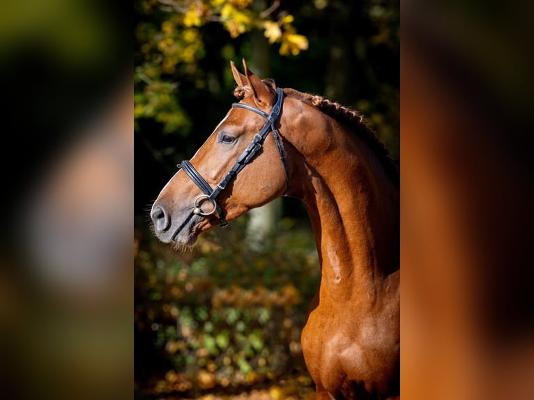 Más caballos centroeuropeos Semental 2 años 165 cm Alazán in Poznań