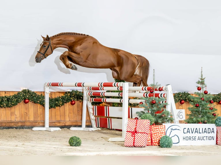 Más caballos centroeuropeos Semental 2 años 165 cm Alazán in Poznań