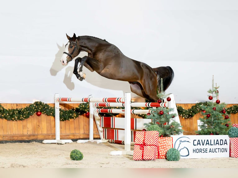 Más caballos centroeuropeos Semental 2 años 165 cm Castaño in Poznań