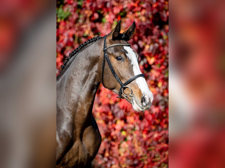 Más caballos centroeuropeos Semental 2 años 165 cm Castaño in Poznań