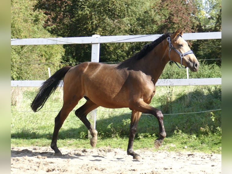 Más caballos centroeuropeos Semental 2 años 170 cm Buckskin/Bayo in Borgentreich