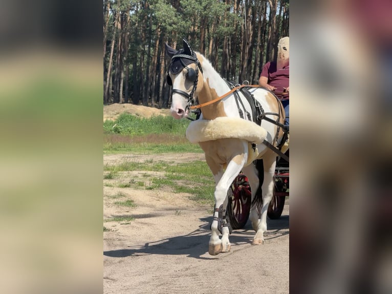 Más caballos centroeuropeos Semental 2 años 170 cm Buckskin/Bayo in Wolsztyn