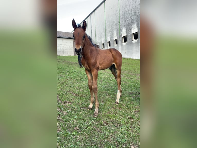 Más caballos centroeuropeos Semental 2 años 175 cm Castaño oscuro in Waldhers