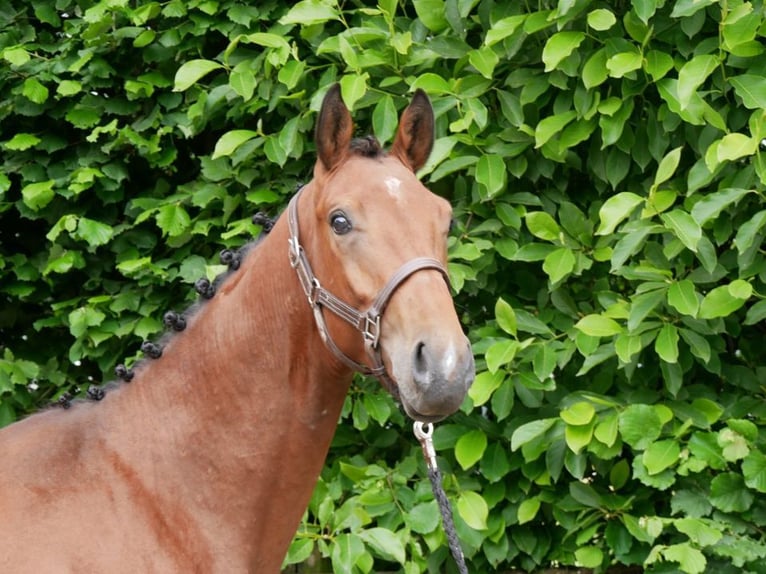 Más caballos centroeuropeos Semental 3 años 155 cm in Dorsten